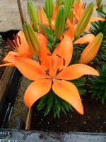 [5030 OrangeMatrix No02.JPG]